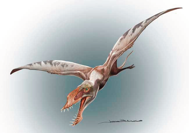 En Marayes vivieron los primeros reptiles voladores del Hemisferio Sur
