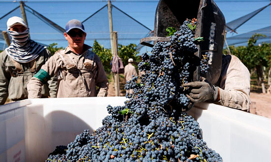 La vitivinicultura va dejando de ser el motor productivo de la provincia